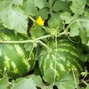 Organic Watermelon Seeds (Crimson Sweet) - Approx 12 Seeds -