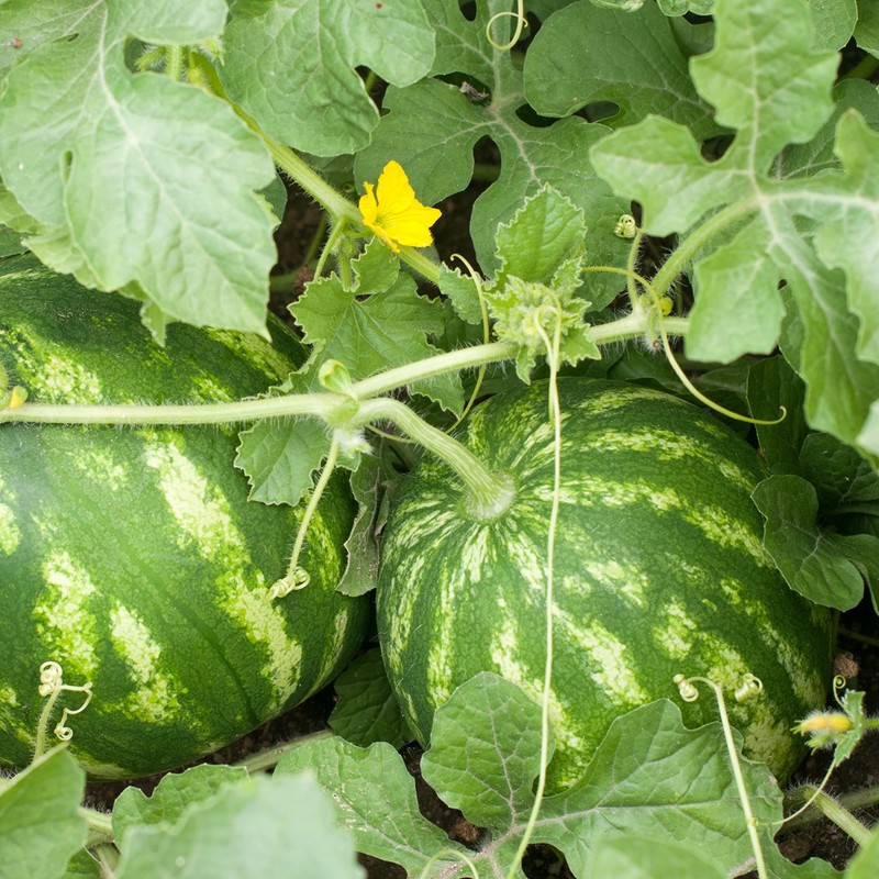 Organic Watermelon Seeds (Crimson Sweet) - Approx 12 Seeds -