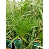 Nile Queen Papyrus | 3 Live Plants | Cyperus Shade
