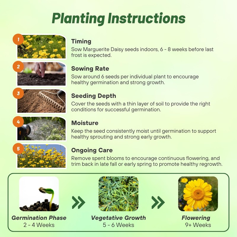 Outsidepride Yellow Marguerite Daisy Seeds - 10000 Pcs. Perennial Drought-Tolerant