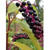 AMERICAN POKEWEED "Phytolacca americana" ~Makes great Vine~ Perennial SEEDSF