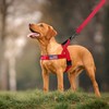 Annchwool No Pull Dog Harness with Padded Handle+5 Ft Leash,Reflective