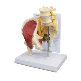 GPI Anatomicals - Muscled Hip Model, Replica of Right Hip Joint with Sciatic Nerve and Muscles for Human Anatomy and Physiology Education, Anatomy Model for Doctor's Office, Medical Learning Resources