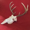 KIT BLANQUEADOR CRÁNEO EUROPEO/CIERVOS/CAZA/HOGAR/BLANQUEO/TAXIDERMIA/ATRAMP