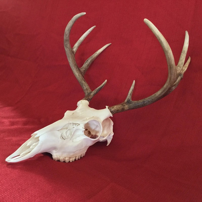 KIT BLANQUEADOR CRÁNEO EUROPEO/CIERVOS/CAZA/HOGAR/BLANQUEO/TAXIDERMIA/ATRAMP