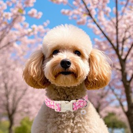 Babole Pet Adjustable Daisy Dog Collar, Soft Pink&White Floral Dog Collars for Small Dogs, Lightweight Quick-Release Buckle Collar for Boy&Girl Dogs S
