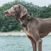 OneTigris Hunde Halsband mit Metallschnalle für Hunde