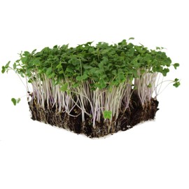 Waltham 29 Broccoli Seeds | Non-GMO Bulk Heirloom Broccoli Seeds for Sprouting, Microgreens, Vegetable Gardening, Garden Salad Garnishes, & More (5 Lb)