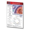 Cellular Respiration Pocket Chart - (4" x 6" Laminated) Biology