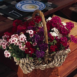 Phlox - 21st Century Flower Seed Mix - 100 Seeds - Annual Flower Gardening - AAS Award Winner - Bicolor Blooms - Garden Flowers