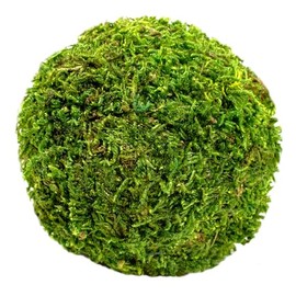 SuperMoss (25441) Moss Balls Decorative Centerpiece Vase Bowl Fillers, Fresh Green, 2.5 in