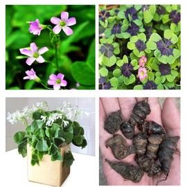 Green Shamrock Bulbs 15 Luck Oxalis Bulbs to Plant, Easy to Grow Indoors Outside The Novice Gardener's Choice