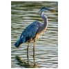 Will Davis Studios Great Blue Heron at Sunrise Fine Art