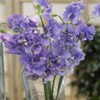Outsidepride Sweet Peas Royal Lavender - 500 Seeds