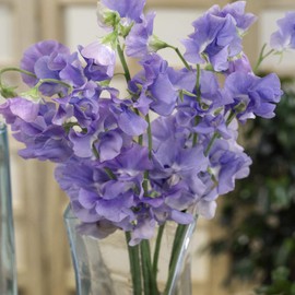Outsidepride Sweet Peas Royal Lavender - 500 Seeds