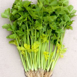 Chinese Celery Seeds - Yellow Stem - 1 Oz ~75000 Seeds - Non-GMO, Heirloom - Asian Garden Vegetable & Microgreens