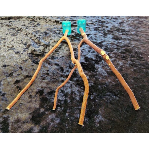 Oregon Burls 2 Fork Manzanita Bird / Reptile Perch 10"