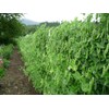 RAISE ME UP: Seeds Sugar Snap Peas Non GMO Heirloom