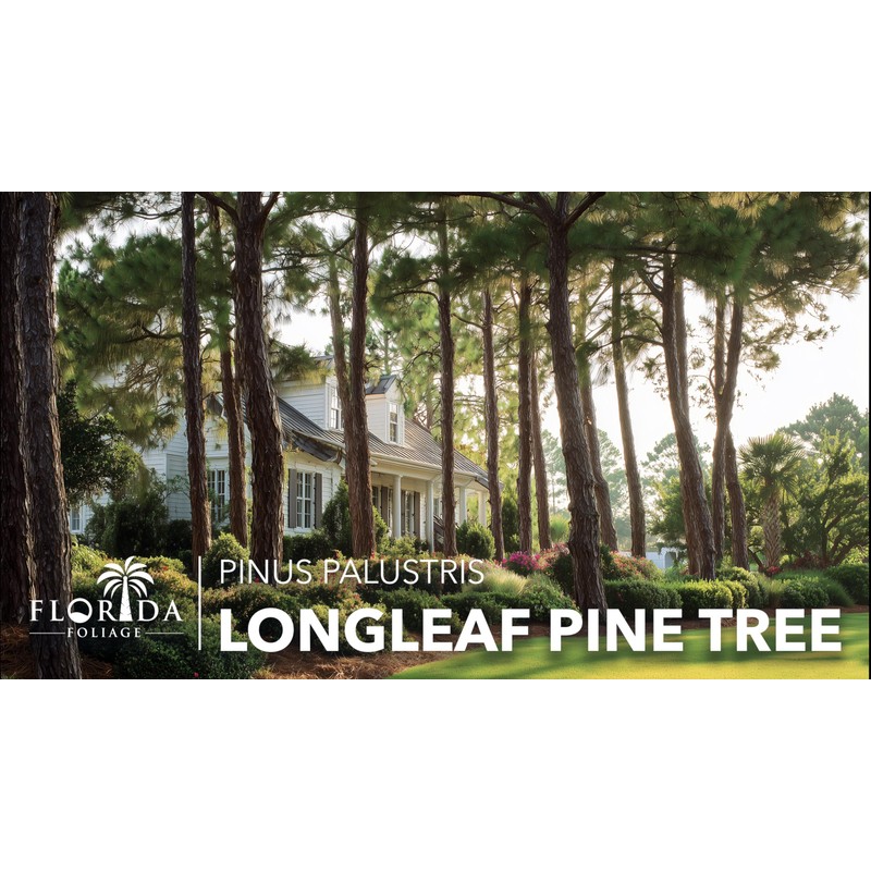 Longleaf Pine Tree | 40 Live Plants | Pinus Palustris