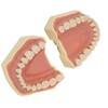 Dental Teaching Model Soft Gum 32 Teeth Dental Demonstration Teeth