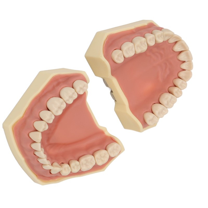 Dental Teaching Model Soft Gum 32 Teeth Dental Demonstration Teeth
