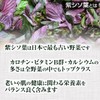 Purple Shiso Leaf Powder, 3.5 oz (100 g), Natural Pure