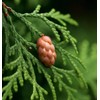 Thuja occidentalis (American Arborvitae, Eastern Arborvitae, White Cedar, Arborvitae) Tree