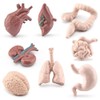 8 Pcs Human Body Model for Mini Body Parts Sets