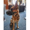 Mayerzon Dog Muzzle, Breathable Basket Muzzles for Small, Medium, Large