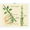 Treekote Grafting Kit - Includes Pruning Knife, 4oz Grafting Wax,