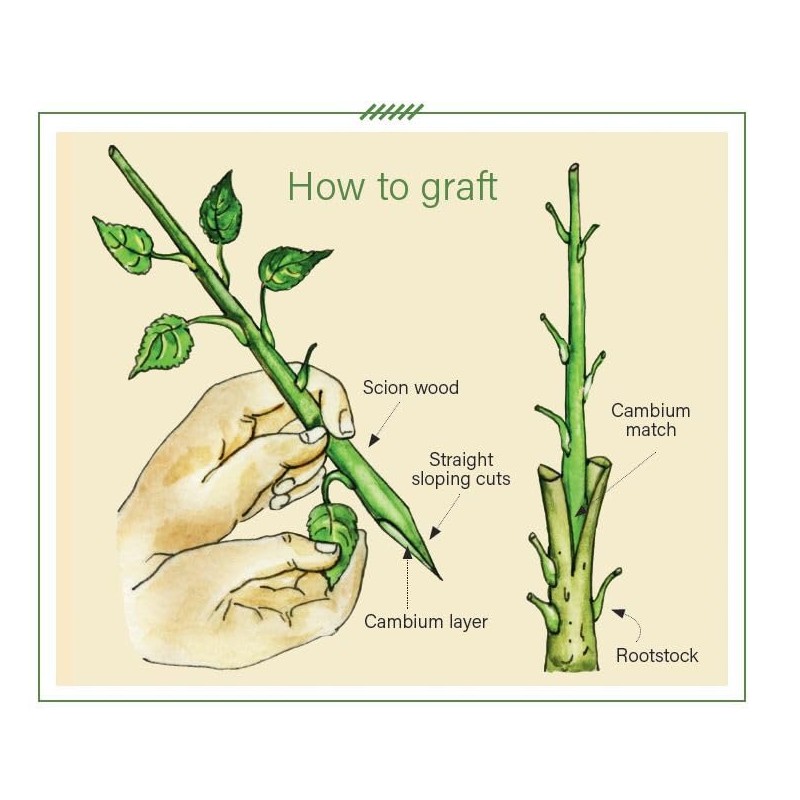 Treekote Grafting Kit - Includes Pruning Knife, 4oz Grafting Wax,
