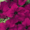 Outsidepride Burgundy Petunia Grandiflora Seeds - 500 Pcs. Annual, Compact