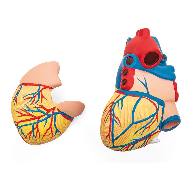 Elementary Anatomy Budget 2 Piece Human Heart Anatomy Model with