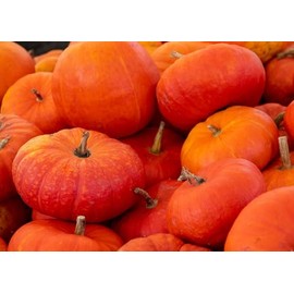 Rouge VIF D'Etampes Cinderella Fairytale French Heirloom Pumpkin Premium Seed Packet