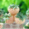 White Soul Alpine Strawberry 30 Seeds - Fragaria