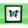 asiahouse24 A Real Exotic Prepared Butterfly in Picture Frame Wall