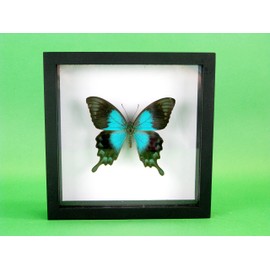 asiahouse24 A Real Exotic Prepared Butterfly in Picture Frame Wall Picture Display Case Entomology Taxidermy (Ocean Green Swallowtail)