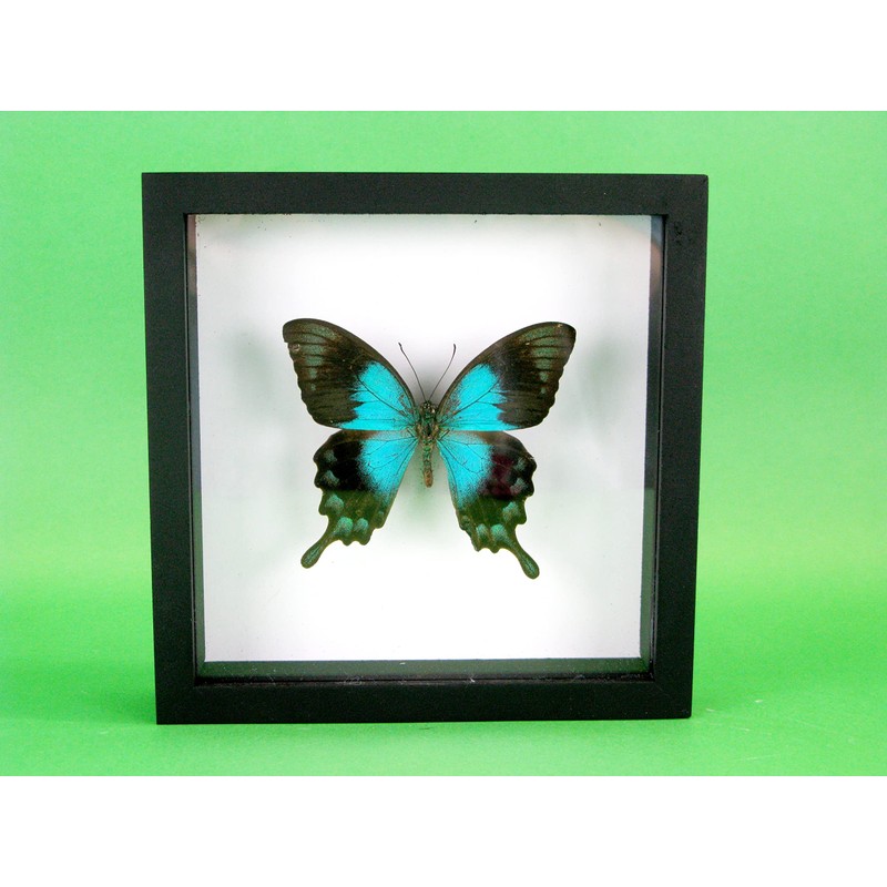 asiahouse24 A Real Exotic Prepared Butterfly in Picture Frame Wall