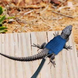 XQIGI Bearded Dragon Harness and Leash Set, 5 ft Leash Adjustable Harness - Lizard Clothes Traction Rope Escape Proof for Reptiles Amphibian Small Animal Pets Walking Outdoor (Blue Medium)