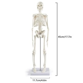 Mini Human Skeleton Model for Anatomy, 45 cm Full Body Human Skeleton Model Anatomy Human Skeleton with and Movable Arms and Legs for Medical Teaching, Education, Learning, Gift