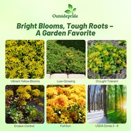 Outsidepride Hybridum Sedum Seeds - 2000 Pcs Perennial Ground Cover Seeds for Planting, Cold-Hardy & Heat-Tolerant Succulent Plants, Ideal for Rock Gardens, Containers, and Xeriscaping