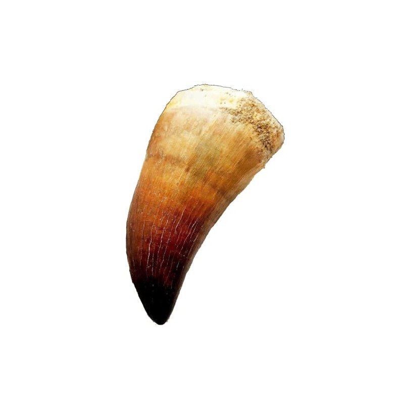 SCIENCE Dinosaur Fossil "Mosasaurus Tooth Fossil Approx. 0.8 inches (20