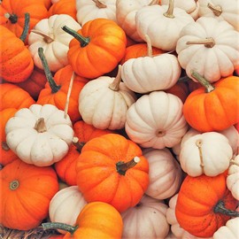 TomorrowSeeds - Mini Mix Pumpkins Seeds - 30+ Count - for 2026 Planting White Orange Mix Baby Boo, Jack- Be-Little, Wee-B-Little Untreated Squash Vegetable Grow Your Own Home Farm Patio Healthy