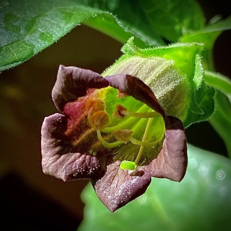 Feral Magic 2oz Belladonna Flower Essence Stop Negative Thoughts! Be