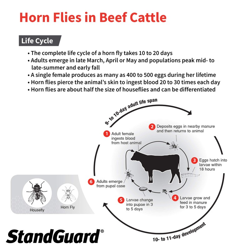 Neogen 1907850 Prozap StandGuard Pour-On 473 mL Insecticide, Yellowish. Brown