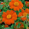 Mexican Sunflower Seeds - Attracts Bees and Butterflies