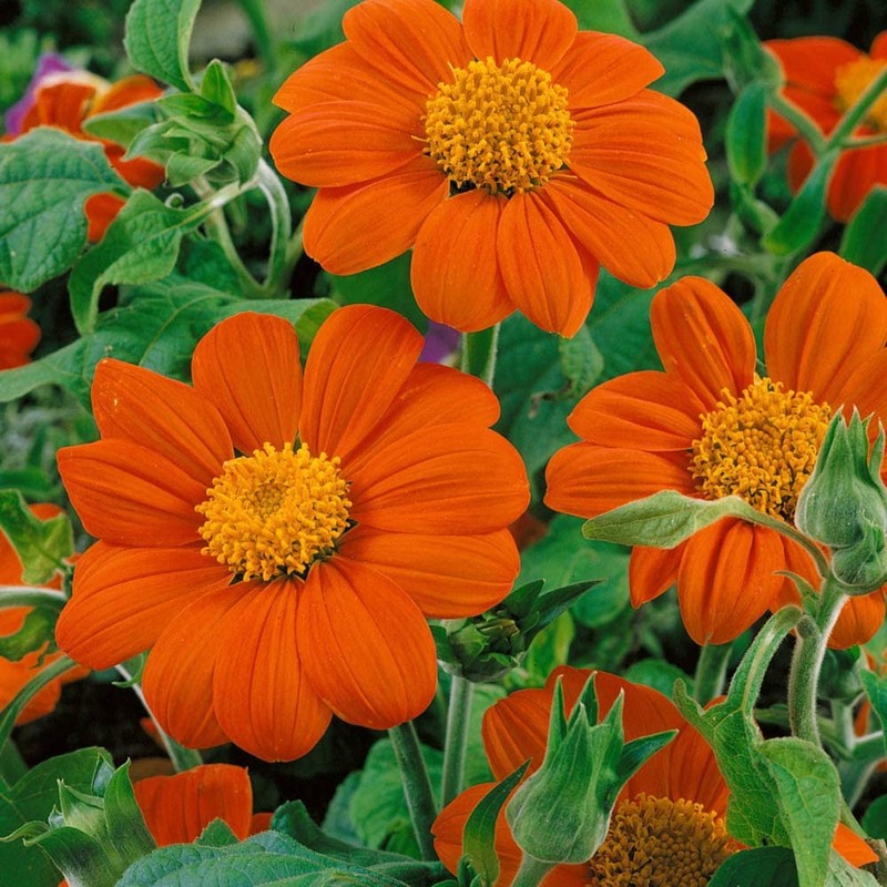 Mexican Sunflower Seeds - Attracts Bees and Butterflies