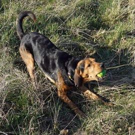 Dingo Nubby Dog Ball - Fully Rubber-Filled, with 60 cm Long Rope - Suitable for Fetching, Dog Sports, Agility, Playtime - Medium Size - Random Colour