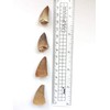 Real FOSSIL MOSASAUR TOOTH - Excellent Fossil - Creataceous Period