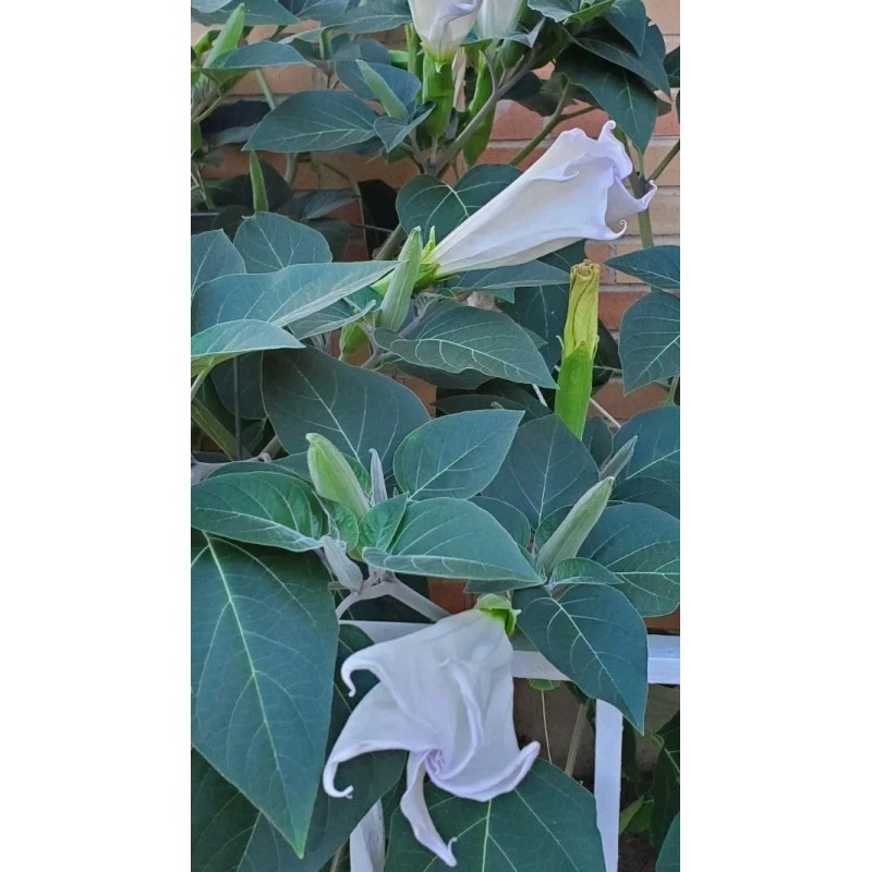 Home Grown 150÷160 Seeds. Datura Stramonium, Jimson Weed, Thorn Apple,Devil's